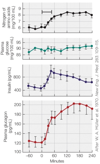 Refer to the figure shown.   Which statement best explains the increase in insulin levels seen in the figure? A)  Insulin increases after a high-carbohydrate meal in order to enhance the removal of blood glucose. B)  Insulin increases after a high-carbohydrate meal in order to stabilize blood glucose levels and store the excess as glycogen. C)  Insulin increases after any meal in order to enhance the uptake of the broken-down biomolecules into the blood from the intestines. D)  Insulin increases after a high-protein meal in order to promote the incorporation of absorbed amino acids into body proteins.
