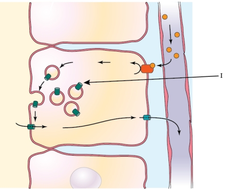 Refer to the figure shown.   Which hormone is causing the mechanism represented in the diagram to occur? A)  Aldosterone B)  Atrial natriuretic peptide C)  Angiotensin D)  Antidiuretic hormone (vasopressin) 