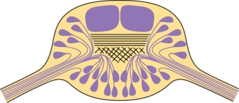Refer to the figure shown.   The figure depicts a cross section of a(n) A) vertebrate spinal cord. B) arthropod ganglion. C) vertebrate ganglion. D) arthropod connective.