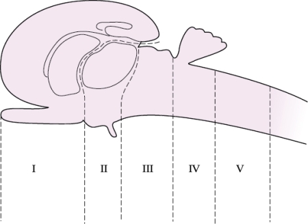Refer to the figure shown.   Which number(s)  in the figure represent(s)  the hindbrain? A)  III B)  III and IV C)  IV D)  IV and V