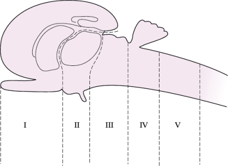 Refer to the figure shown.   Which number in the figure best corresponds to the area of the brain responsible for learning and memory? A)  I B)  II C)  III D)  IV