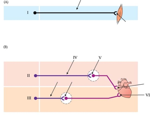 Refer to the figure shown.   Describe the effect of adding acetylcholine to the area indicated by arrow V in the figure. A)  Acceleration of heart rate B)  Deceleration of heart rate C)  Complete stopping of the heart D)  There is no effect.