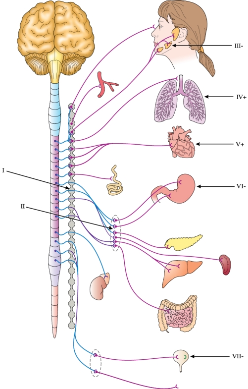 Refer to the figure shown.   The structure at arrow I in the figure is the A)  paravertebral ganglion. B)  thoracic ganglion. C)  thoracic division of the spinal column. D)  inferior mesenteric ganglion.