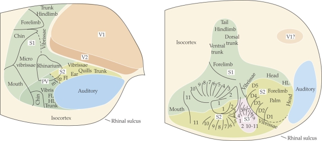 Refer to the figure shown.   Which statement about the figure is true? A)  The figure on the left depicts a cross section of a somatosensory map in a star-nosed mole. B)  The figure on the right depicts a side view map of the cerebral cortex in a star-nosed mole. C)  The figure on the right depicts a somatosensory map of a hedgehog. D)  The figure on the left depicts a somatosensory map of a star-nosed mole.