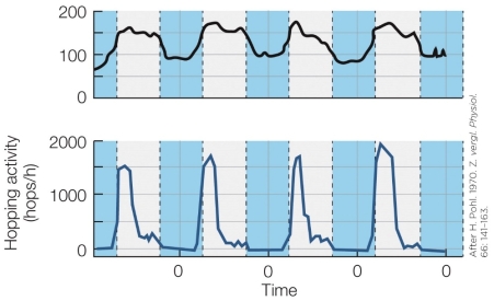 Refer to the figure shown.   Which statement about the figure is false? A)  The two rhythms shown here are in phase. B)  The rhythms are entrained to the light‒dark cycle. C)  The period of this rhythm is about 24 hours. D)  The figure likely represents a nocturnal animal.