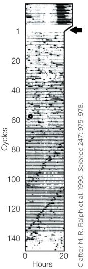 Refer to the figure shown.   Which statement about the result of the experimental procedure indicated by the arrow in the figure is the most accurate? A)  The circadian oscillator was activated. B)  The free-running circadian activity ceased. C)  A zeitgeber was induced. D)  Activity remained constant.