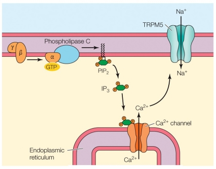 Refer to the figure shown.   How many different (taste)  qualities depend on the mechanism shown in the figure? A)  1 B)  2 C)  3 D)  4