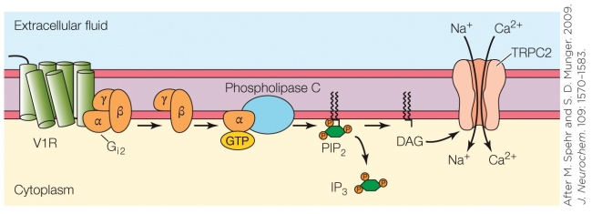 Refer to the figure shown.   What electrical outcome on the membrane is the end result of the mechanism shown in the figure? A) An action potential B) A metabotropic response C) Depolarization D) Hyperpolarization