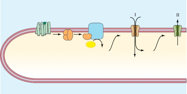 Refer to the figure shown.   What is the resulting electrical event on the membrane as shown in the figure? A)  Hyperpolarization B)  Depolarization at I, hyperpolarization at II C)  Hyperpolarization at I, depolarization at II D)  Depolarization