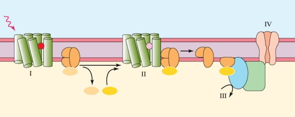 Refer to the figure shown.   The animals that make use of the sensory mechanism shown in this figure are all A)  arthropods. B)  arthropods with compound eyes. C)  insects. D)  vertebrates.