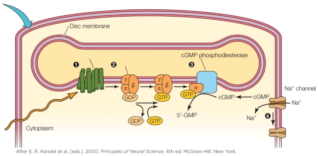 Refer to the figure shown.   Which statement regarding the regeneration of rhodopsin in vertebrates is false? A)  All-trans retinol is re-isomerized back to all-cis retinol. B)  Regeneration of rhodopsin is enzymatic. C)  All-trans retinal becomes unbound from the opsin protein. D)  An added photon is necessary to change all-trans retinal back to all-cis retinal.