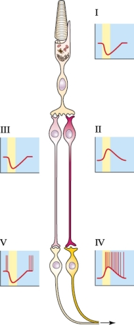 Refer to the figure shown.   The light in the figure is entering A)  from the bottom. B)  from the top. C)  from the right. D)  by diffusion from all directions.