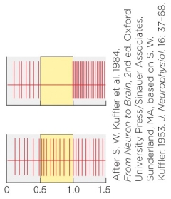 Refer to the figure shown.   If the top panel (activity trace)  of the figure is the result of light shining in the center of the receptive field, which of the following is true? A)  The entire receptive field has been inhibited. B)  Central illumination has increased activity. C)  This is likely an off-center cell response. D)  This is likely an on-center cell response.