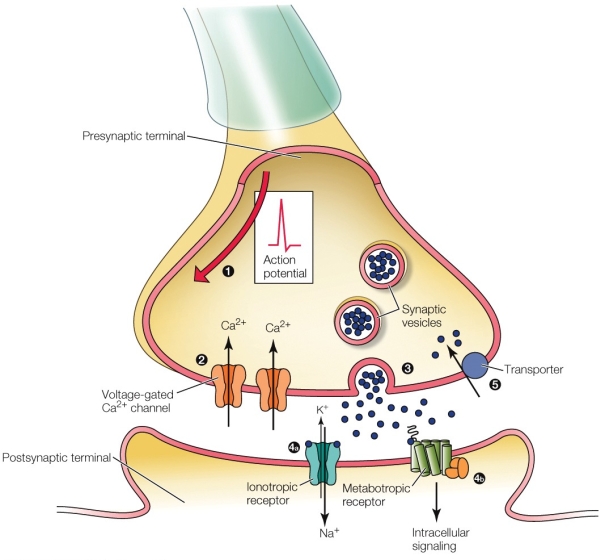 Refer to the figure shown.   What is occurring at point 4a? A)  Depolarization B)  Hyperpolarization C)  An action potential D)  Muscle contraction