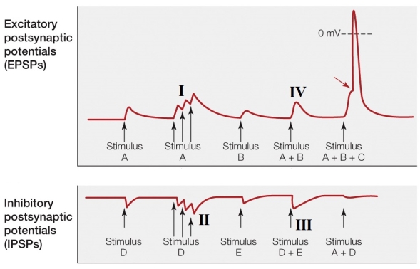 Refer to the figure shown.   Where is hyperpolarizing spatial summation occurring? A)  I B)  II C)  III D)  IV