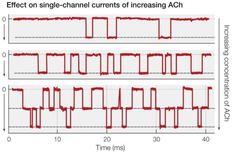 Refer to the figure shown.   What technique is being used to collect the data presented? A)  Voltage clamp B)  Ion flux C)  Stimulation D)  Patch clamp