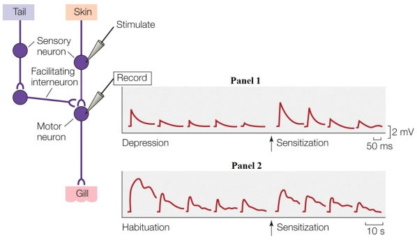 Refer to the figure shown.   Which mechanism explains Panel 1? A)  At the synapse, the neurotransmitter changes function. B)  The amount of neurotransmitter per presynaptic impulse changes. C)  Receptor density on the postsynaptic membrane changes. D)  The frequency of action potentials increases.
