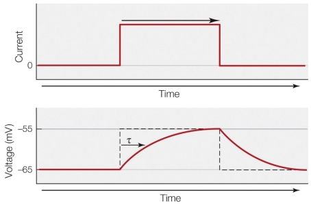 Refer to the figure shown.   What is occurring at the membrane? A)  Depolarization B)  Hyperpolarization C)  Increase in resistance D)  Decrease in capacitance