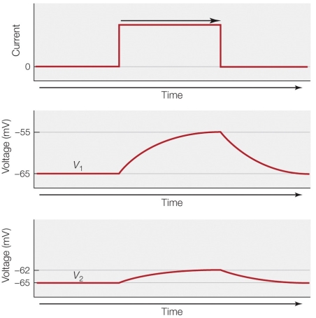 Refer to the figure shown.   Which statement offers the best explanation for the difference between the middle panel and the lower panel? A)  The membrane in the lower panel is producing a lower current. B)  There is a lower resistance in the lower panel at the point where voltage is measured. C)  There is a greater capacitance in the lower panel at the point where voltage is measured. D)  The membrane voltage measured in the lower panel is farther away from the current pulse.