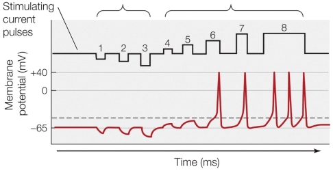 Refer to the figure shown.   If stimulating current pulse 9 (not shown)  was both stronger and longer than stimulating current pulse 8, then A)  the train of action potentials would continue for the length of the stimulating current. B)  action potentials would increase in amplitude. C)  action potentials would first increase in frequency and then decrease. D)  the line at stimulus 9 would look exactly same as the line at stimulus 8.
