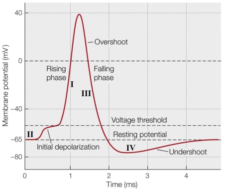 Refer to the figure shown.   _______ channels are responsible for the undershoot at point D of the figure. A)  Voltage-gated sodium B)  Voltage-gated potassium C)  Ligand-gated potassium D)  Voltage-gated calcium