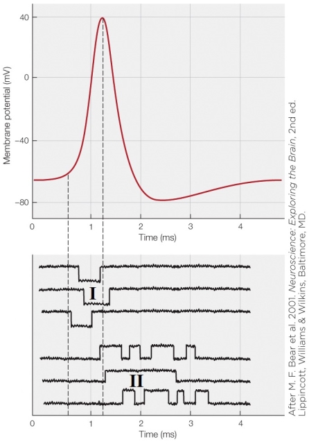 Refer to the figure shown.   Which technique was used to collect the data in the bottom panel? A)  Patch-clamp B)  Voltage-clamp C)  Current-clamp D)  Hodgkin clamp