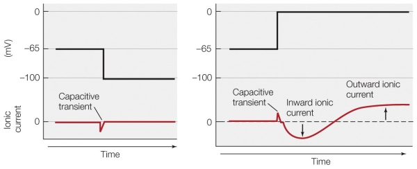 Refer to the figure shown.   How would the trace on the right look if the neuron was soaking in tetraethylammonium (TEA) ? A)  The inward ionic current would disappear. B)  The outward ionic current would disappear. C)  The trace would look exactly like the trace in the left panel. D)  The outward ionic current would be amplified. 