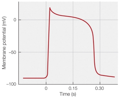 <strong>Refer to the figure shown.   What is the best explanation for the plateau shown in the figure?</strong> A) Voltage-gated Na<sup>+</sup> channels remain open. B) Voltage-gated Ca<sup>2+</sup> channels remain open. C) Voltage-gated K<sup>+</sup> channels close. D) Leaky K<sup>+</sup> channels remain open. <div style=padding-top: 35px> 