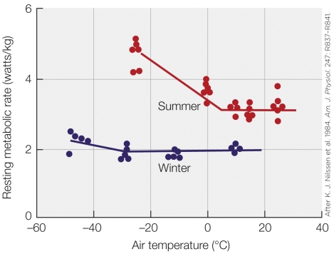 Refer to the figure shown.   What is this figure showing? A) Maximum metabolic rate at various temperatures in summer-acclimatized and winter-acclimatized reindeer B) Resting metabolic rate at various temperatures in summer-acclimatized and winter-acclimatized reindeer C) Maximum metabolic rate at various temperatures in a northern species and southern species of reindeer D) Resting metabolic rate at various temperatures in a northern species and southern species of reindeer