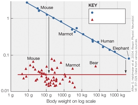 Refer to the figure shown.   In the figure, what do the arrows represent? A) Energy savings per gram per hour during hibernation B) The aerobic scope per gram per hour in relation to body mass C) The winter season metabolic effect per gram per hour D) The mass effect on cost of metabolism with winter fur insulation