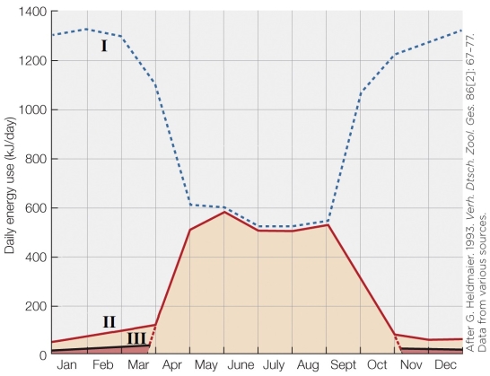 Refer to the figure shown.   What best represents the actual cost savings of hibernation? A) Line I B) The difference between line I and line II C) Line II D) The difference between line II and line III