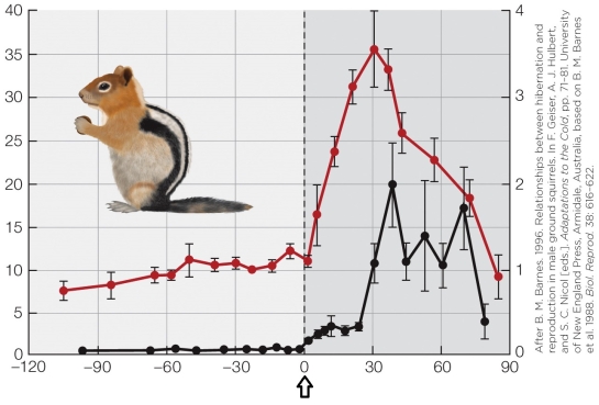 Refer to the figure shown.   What is indicated by the arrow in the figure? A) End of hibernation B) Birth C) Beginning of hibernation D) Beginning of mating season