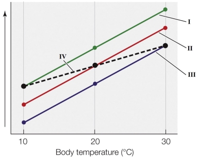 Refer to the figure shown. Fish were housed under three different temperature conditions. Their response to acute and chronic temperature changes is plotted on the figure.   Which line best represents the chronic response of animals being cooled from 30°C to 10°C? A)  I B)  II C)  III D)  IV