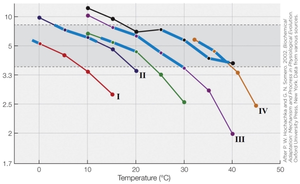 Refer to the figure shown. Multiple species of poikilotherms that naturally experience different body temperatures are shown in the figure. The response of each species at multiple temperatures is plotted on the figure.   Which line indicates the species that naturally experiences the narrowest body temperature range? A)  I B)  II C)  III D)  IV
