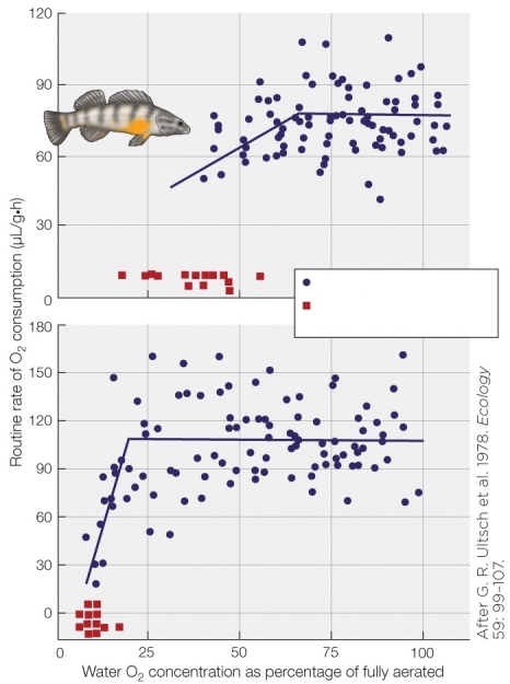 Refer to the figure showing regulation and conformity in two species of related fish.   Which graph represents the species better able to cope with hypoxic water? A)  Species in top graph B)  Species in bottom graph C)  Both species have the same tolerance for hypoxic water. D)  Neither species can tolerate hypoxic water.