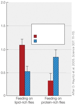 Refer to the figure shown.   According to the graph, spiders that fed most on protein-rich flies during the 24-hour period before testing A)  were more active compared to those fed lipid-rich flies. B)  preferred lipid-rich flies over the next 72 h. C)  had a body composition higher in protein compared to fat. D)  had the highest metabolic rate.