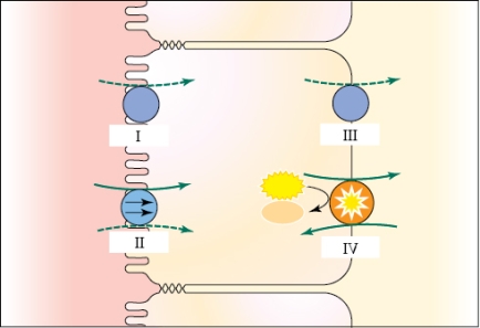 Refer to the figure shown.   In which area(s)  is secondary active transport occurring? A)  I B)  II C)  I and III D)  IV
