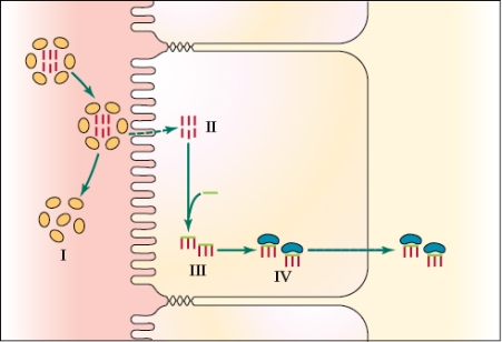 Refer to the figure shown.   Which label most accurately points to lipoproteins? A)  I B)  II C)  III D)  IV