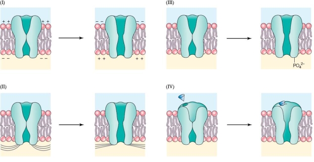 Refer to the figure shown.   In which panel do the channels open and close based on chemical bonding? A)  I B)  II C)  III D)  Both III and IV