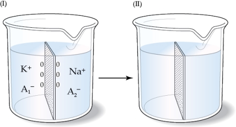 Refer to the figure shown.   If the figure on the left represents the initial state and the membrane shown in the beakers is permeable only to Na<sup>+</sup>, which manipulation would cause a net negative charge on the left side of the membrane once the system comes to equilibrium? A)  Making the membrane permeable only to water B)  Allowing the membrane to become permeable to K<sup>+</sup> as well as to Na<sup>+</sup> C)  Tripling the amount of A<sub>2</sub><sup>‒</sup> and allowing the membrane to become permeable to A<sub>2</sub><sup>‒</sup> D)  Tripling the amount of A<sub>1</sub><sup>‒</sup> and allowing the membrane to become permeable to A<sub>1</sub><sup>‒</sup>