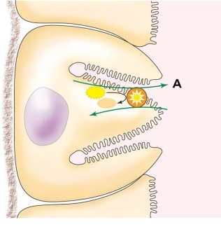 Refer to the figure shown.   What type of process is shown in the figure? A)  Simple diffusion B)  Facilitated diffusion C)  Active transport D)  Osmosis