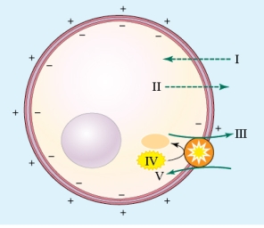 Refer to the figure shown.   Which ion is moving into the cell via diffusion and where is it located? A)  Na<sup>+</sup> is diffusing into the cell at I. B)  K<sup>+</sup> is diffusing into the cell at I. C)  K<sup>+</sup> is diffusing into the cell at V. D)  Na<sup>+</sup> is diffusing into the cell at V.