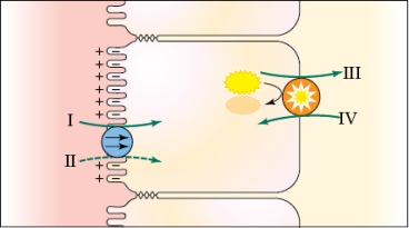 Refer to the figure shown.   How does glucose cross the basolateral membrane? A)  Via cotransport with Na<sup>+</sup> at A B)  Via facilitated diffusion C)  Via active transport at C D)  Via simple diffusion