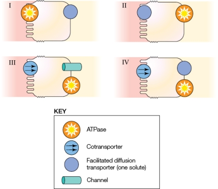 Refer to the figure shown.   Which of the panels most accurately represents the mechanism for glucose transport at the epithelium? A)  I B)  II C)  III D)  IV
