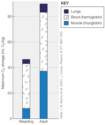Refer to the figure shown.   The y axis in the figure refers to which unit of measurement? A)  Grams B)  Liters C)  mL O<sub>2</sub> D)  mL O<sub>2</sub>/kg