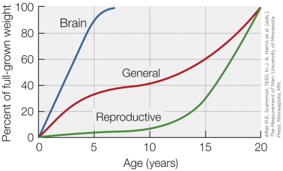 Refer to the figure shown.   According to the figure, which human organ(s) develop(s) the quickest? A) Brain B) Digestive organs C) Heart D) Reproductive organs