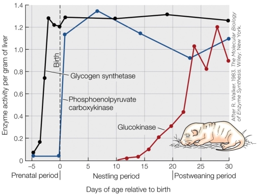 Refer to the figure shown.   According to the data in the figure, when is the rat's blood glucose regulation fully functional? A)  At birth B)  Within a week following birth C)  By day 20 D)  After day 24