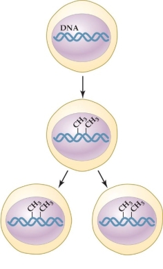 Refer to the figure shown.   What process is shown in the figure? A)  Epigenetic marking B)  Genotypic plasticity C)  Histone methylation D)  Genomic imprinting