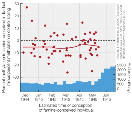 Refer to the figure shown.   The data in the figure show that DNA methylation A)  correlates with caloric intake. B)  does not change during a famine. C)  of individuals conceived during a famine was lower than that of siblings conceived during no famine. D)  of individuals conceived during a famine was higher than that of siblings conceived during no famine.