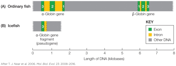 Refer to the figure shown.   What is the best explanation for the differences, as shown in the figure, in the icefish globin genes? A)  Redundant gene sequences have been selected against and removed over time. B)  The α-globin gene is nonfunctional; the β-globin gene has been moved to another chromosome but is functional. C)  The α-globin gene is nonfunctional; the β-globin gene has been moved to another chromosome and is nonfunctional. D)  Deletions have rendered the α-globin gene nonfunctional and the β-globin gene has been removed.